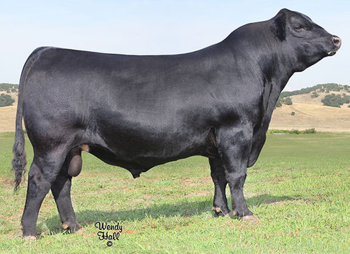 Ankonian Adam 8288