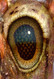 Eye 149 detail