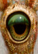 Eye 150 detail