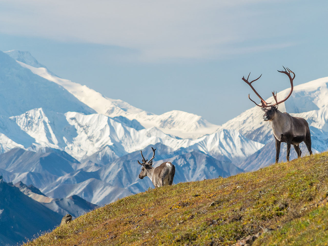 10 Facts About Denali Classic