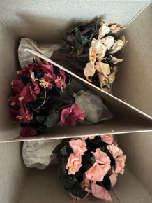 3" RHODODENDRON # 17543