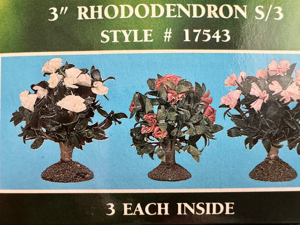 3" RHODODENDRON # 17543