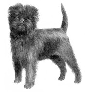 this is 1st dog