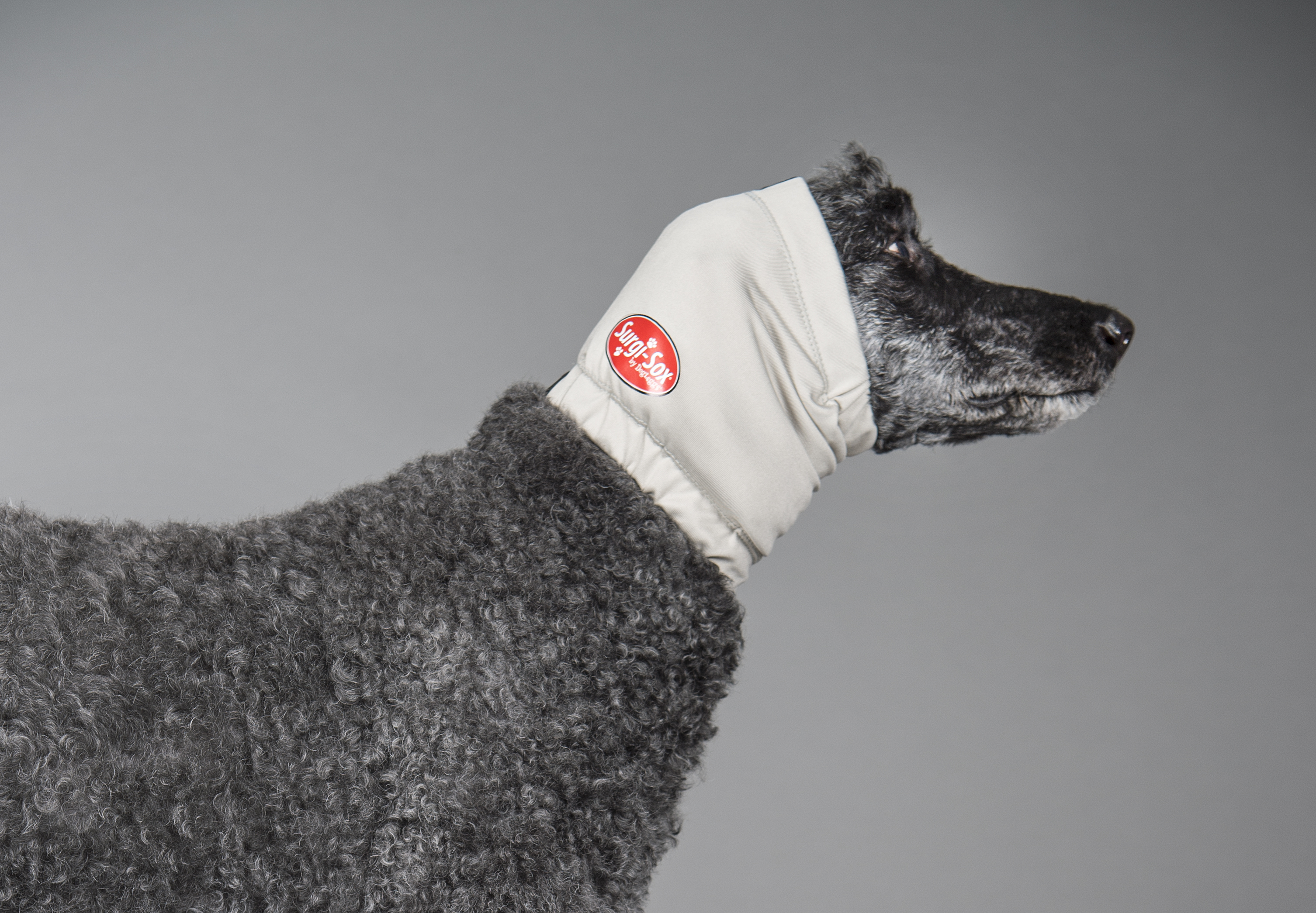 My Friends Dog Had Sore Elbows So I Came Up With This Padded Brace To Help Him Heal Dog Leg Paralyzed Dog Dogs