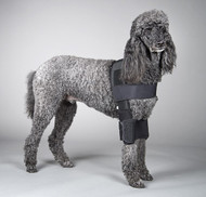 Blue Poodle wearing a Standard Length Adjustable DogLeggs for elbow hygromas and callouses