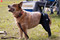 Australian cattle dog wearing a Scandi Orthopedic hind leg cover to prevent licking and biting