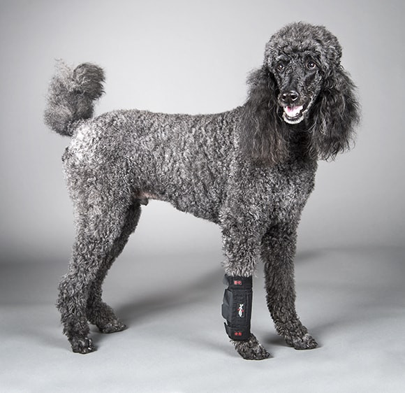 dog front leg sling