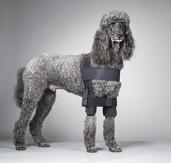 Shoulder Stabilization Vest For Dogs | Medial Shoulder Instability Solutions