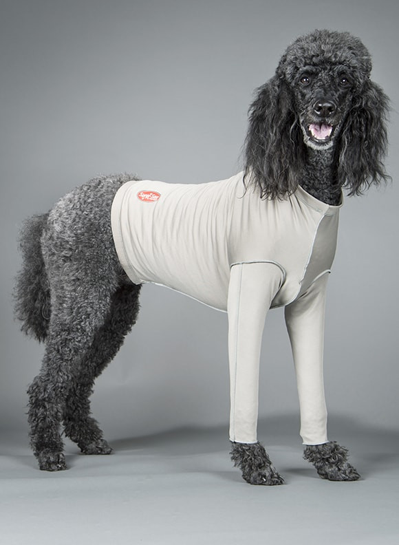 leggings dog