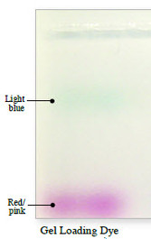 dna stain for gels 10 000x the odin