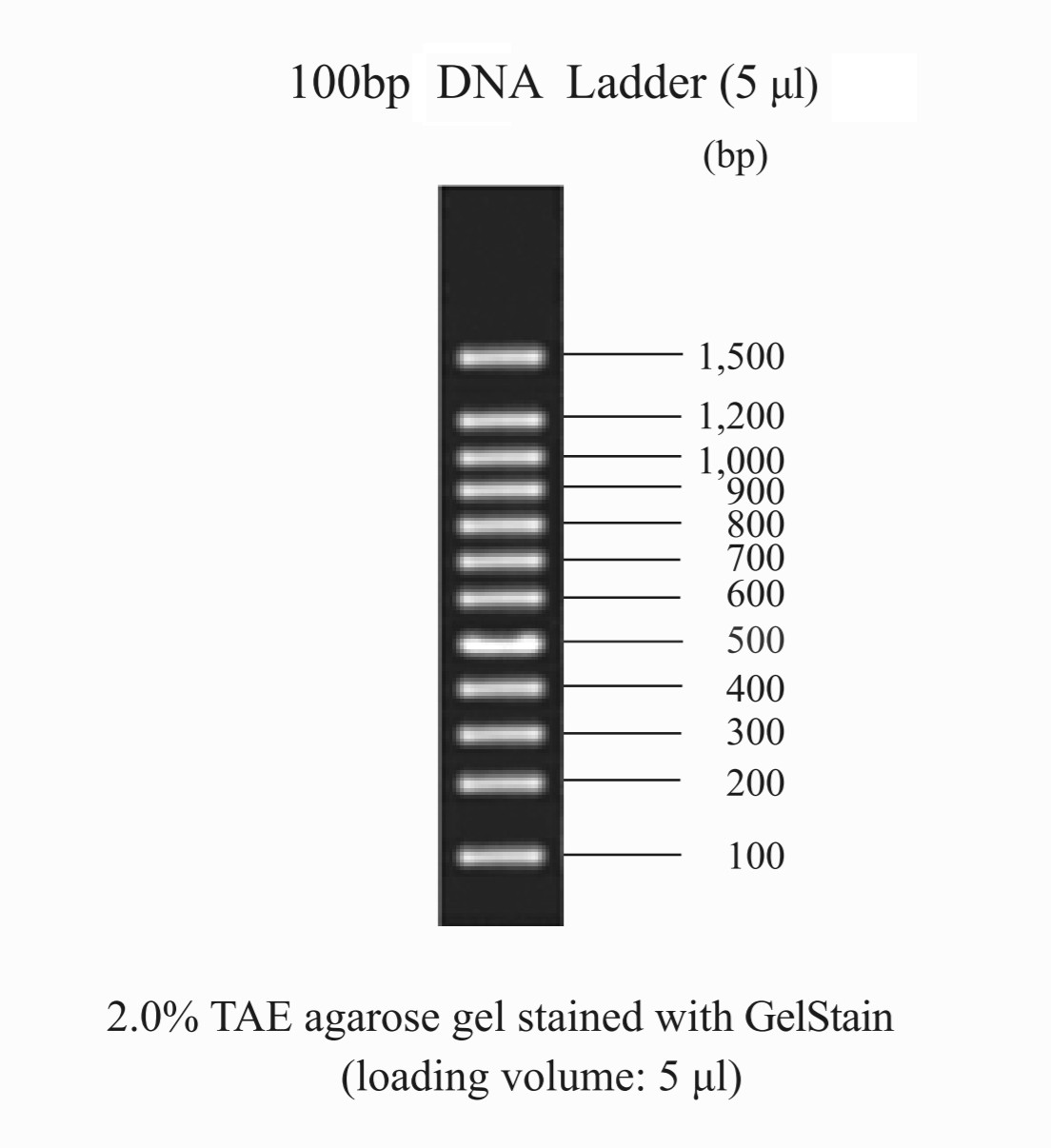 DNA Ladder 100bp - The ODIN