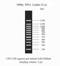 DNA Ladder 100bp