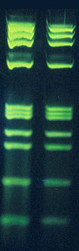 DNA Stain for Gels 10,000x