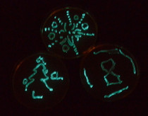  pJE202/pVIB to Create Bioluminescent Bacteria