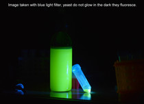 Genetically Engineer Any Brewing or Baking Yeast to Fluoresce 