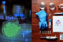 Bacterial CRISPR and Fluorescent Yeast Combo kit