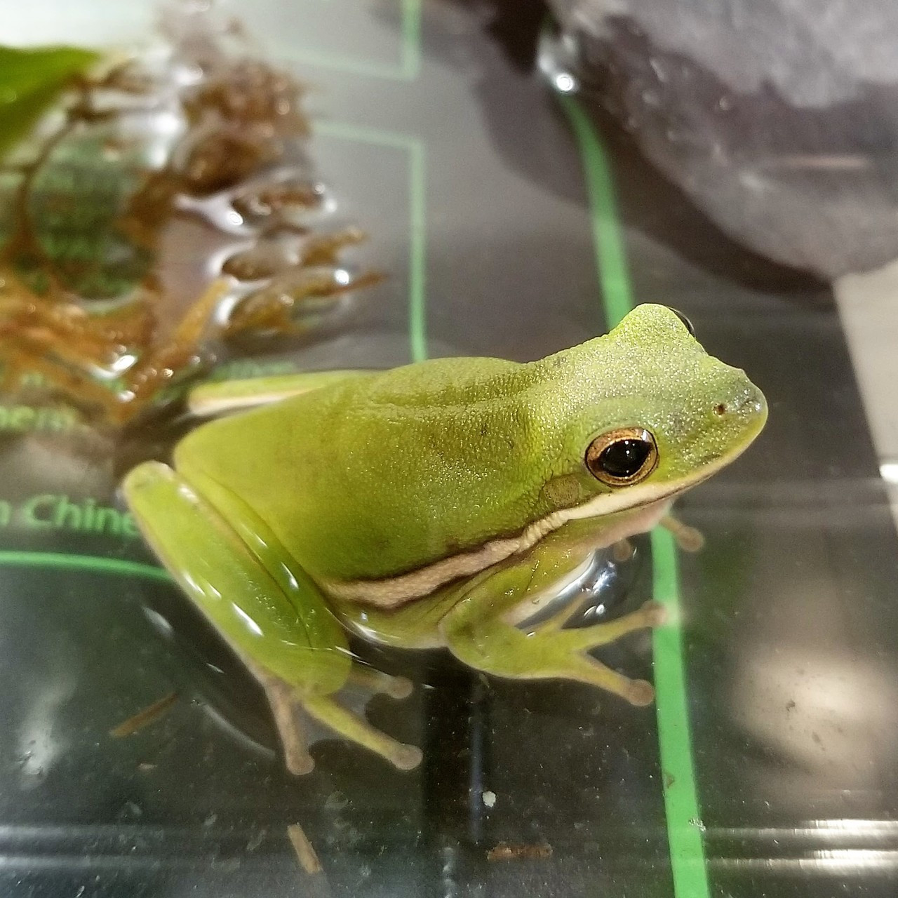 frog genetic engineering kit