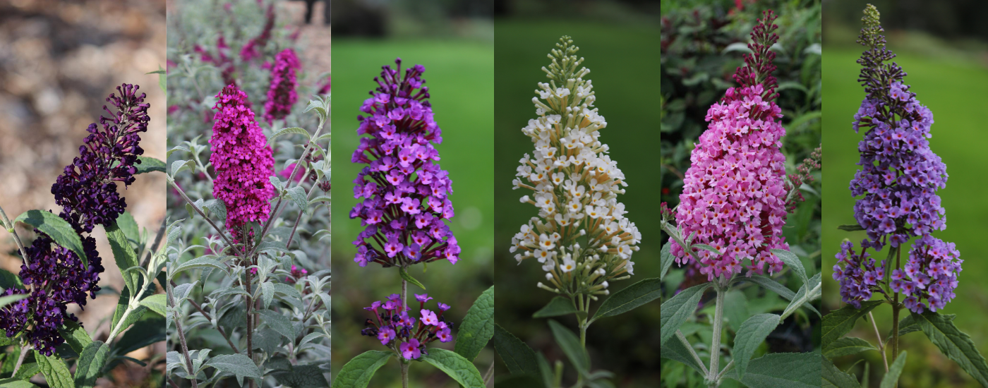 Buddleja Buzz Range. Six soft cone flowers of differing colours. Midnight (dark purple), Velvet (vibrant pink), Purple, Ivory (off white), Hot Pink (light pink) and Sky Blue (faint blue)