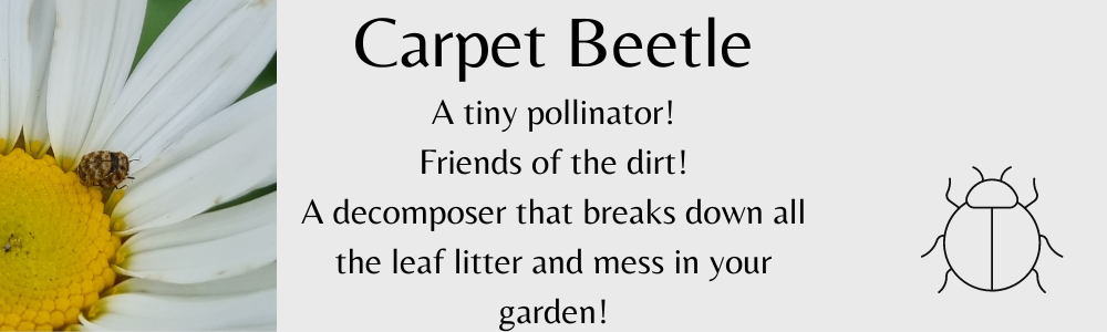 info-carpet-beetle.png