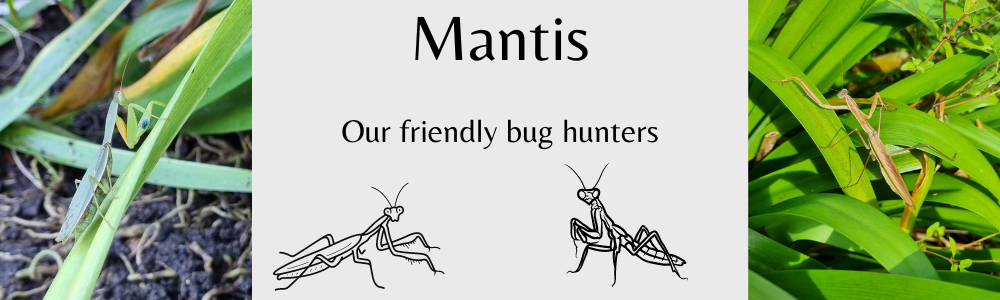 info-mantis.png