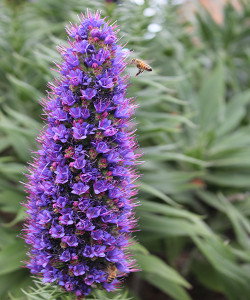 Echium Fastuosum Duxfield Blue, Pride of Madeira, Viper's-buglosses, perennial, cottage plant, Echium Duxfield Blue