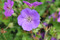Geranium Rozanne, Plant of the Centenary Chelsea Flower Show, Hardy Geranium, Cranesbill, species Geranium, garden Geranium, Rozanne