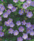 Geranium Rozanne, Plant of the Centenary Chelsea Flower Show, Hardy Geranium, Cranesbill, species Geranium, garden Geranium, Rozanne