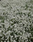 Lobularia maritima Snow Princess, Lobularia Snow Princess, Snow Princess, perennial Lobularia, Perennial Alyssum, perennial white flowering ground cover, long flowering ground cover, cottage plants, perennials, Proven Winners