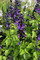 Salvia Amistad, Salvia Friendship, Friendship Salvia,  Salvia, purple Salvia, summer flowering Salvia, hardy Salvia, perennial, cottage plant, Salvia