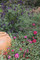 Salvia Amistad, Salvia Friendship, Friendship Salvia,  Salvia, purple Salvia, summer flowering Salvia, hardy Salvia, perennial, cottage plant, Salvia
