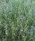 Salvia chamelaeagnea African Sky, Salvia African Sky, Blue flowering Salvia, Blue salvia, summer flowwering salvia, hardy Salvia, perennial, cottage plant
