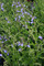Salvia chamelaeagnea African Sky, Salvia African Sky, Blue flowering Salvia, Blue salvia, summer flowwering salvia, hardy Salvia, perennial, cottage plant