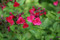 Salvia gregii Pink Raspberry Royal, Pink Raspberry Royal Salvia, Cerise pink flowering Salvia, summer flowwering salvia, hardy Salvia, perennial, cottage plant
