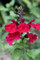 Salvia gregii Pink Raspberry Royal, Pink Raspberry Royal Salvia, Cerise pink flowering Salvia, summer flowwering salvia, hardy Salvia, perennial, cottage plant
