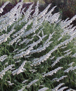Salvia leucantha White, Salvia White Velvet, Mexican Sage, White Mexican Sage, perennial Salvia, perennial sage, perennial, cottage plants, autumn flowering salvia