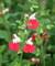 Salvia microphylla Hotlips, Salvia Hot Lips, Hot Lips Salvia, Red and white Salvia, red & white Salvia, summer flowering Salvia, hardy Salvia, perennial, cottage plant, Salvia