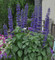 Salvia Mystic Spires, Salvia, Mauve Salvia, Blue Salvia, perennial Salvia, long flowering Salvia