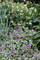 Helleborus orientalis, evergreen perennial, Helleborus, Hellebore, hellebores, Lenton Rose, Winter Rose, cottage plant