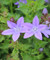 Campanula poscharskyana ‘Blue Waterfall’, Bell flower, bellflower, cottage plant, perennial