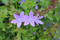 Campanula poscharskyana ‘Blue Waterfall’, Bell flower, bellflower, cottage plant, perennial