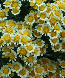 Ajania pacifica Bess, Button of Gold, Chrysanthemum pacificum, perennial, cottage plant