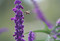 Salvia leucantha Santa Barbara, Salvia purple Velvet, Mexican Sage, Purple Mexican Sage, perennial Salvia, perennial sage, perennial, cottage plants, autumn flowering salvia