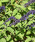 Salvia leucantha X elegans Anthony Parker, Salvia Anthony Parker, Purple salvia, autumn flowering salvia, perennial salvia, perennial, cottage plant