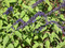 Salvia leucantha X elegans Anthony Parker, Salvia Anthony Parker, Purple salvia, autumn flowering salvia, perennial salvia, perennial, cottage plant