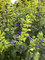 Salvia mexicana Limelight, Limelight salvia, yellow and purple Salvia, autumn flowering salvia, perennial salvia, perennial, cottage plant