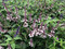Salvia Waverley, Autumn flowering Salvia,  Salvia, hardy Salvia, perennial, cottage plant