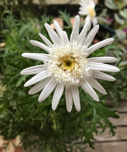 Argyranthemum frutescens Anemone White, Old Fashioned Anemone white Daisy, Margueirte Daisy, Perennial, Cottage plants