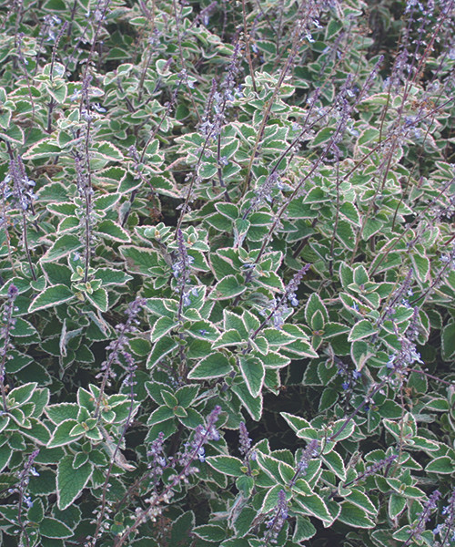Plectranthus parviflorus Blue Spires, Spur Flower, Native Plectranthus, Proven Winner, Native shade lover, shady plant, variegated leaf, bee attractor