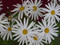 Argyranthemum frutescens White Frost , Old Fashioned Single White Daisy, Margueirte Daisy, Perennial, Cottage plants
