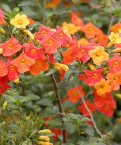 Streptosolen jamesonii, Orange Browallia, Marmalade Bush or Ginger Megs, ornage flowering shrub